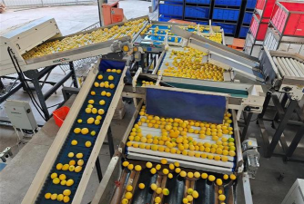 成熟的柠檬怎么加工