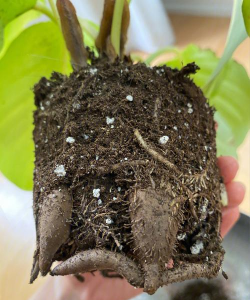 家庭养花用生根粉