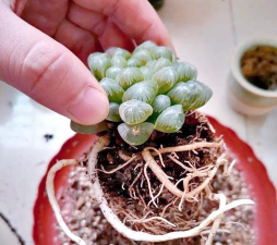 家庭养花用生根粉