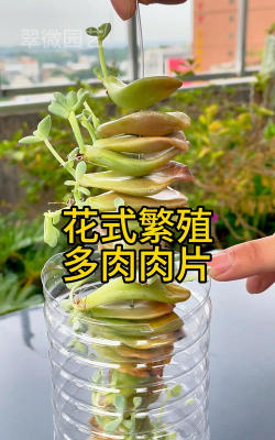 家庭养花用生根粉