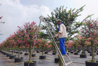 紫薇花秋天怎么剪枝