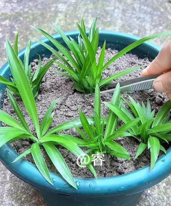 青叶吊兰怎么修剪根须