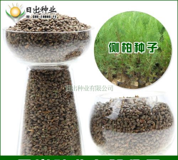 龙柏种子怎么种