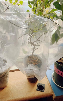 家庭养花用生根粉