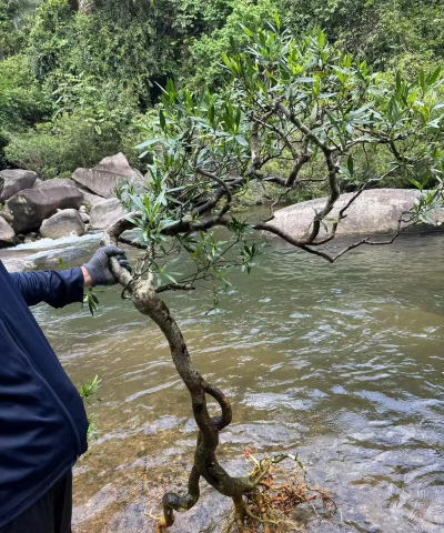 海南柳叶栀子怎么养