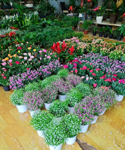 家庭养花用生根粉