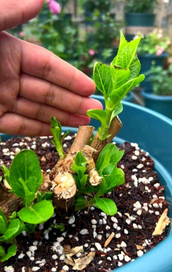 家庭养花用生根粉