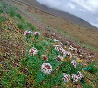 狼为什么怕狼毒花