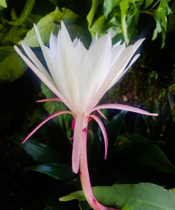 天使之花怎么用