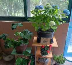 家庭养花用生根粉