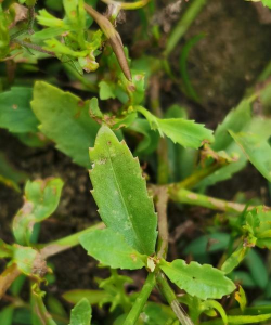 山泥可以种什么花