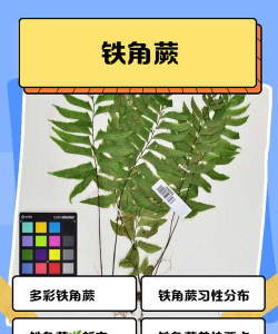 铁3角怎么种植