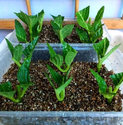 家庭养花用生根粉