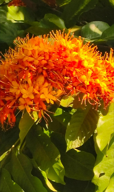 无忧花花语是什么