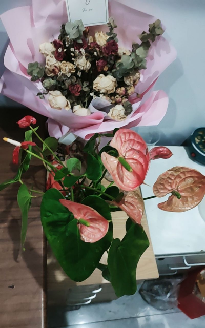 家庭养花用生根粉