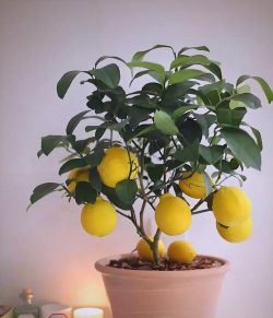 柠檬 养花