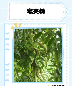 皂角树又称什么树