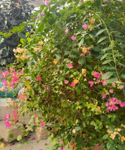 家庭养花用生根粉