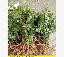 老虎根花怎么养