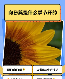 葵花什么时候传入我国