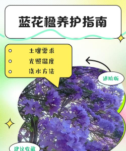 蓝花楹什么用