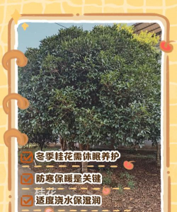 冬天室外桂花怎么养护