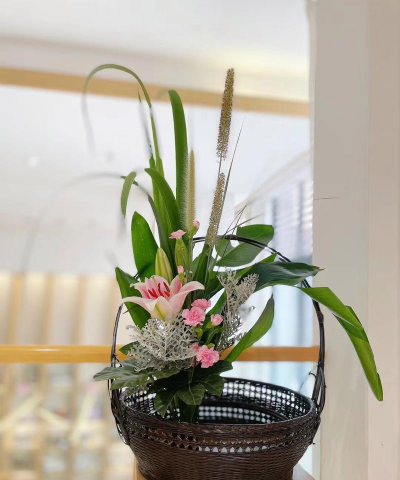 家庭养花用生根粉