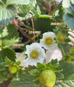 怎么看草莓结果