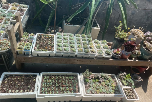 家庭养花用生根粉