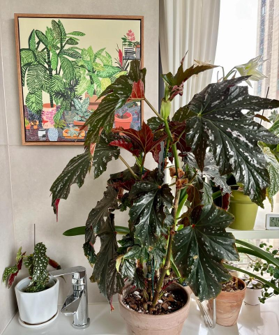 家庭养花用生根粉