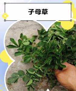 并子草怎么养