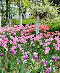 徐州园林种什么花类