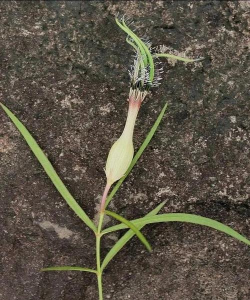 怎么才能长出蜘蛛花