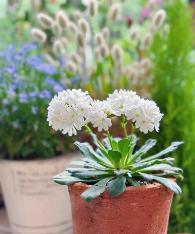 家庭养花用生根粉