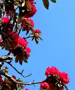 杜鹃花给人什么感觉 杜鹃花给人什么感觉