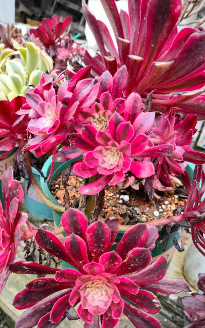 家庭养花用生根粉