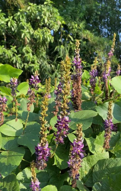 葛花叶是什么样