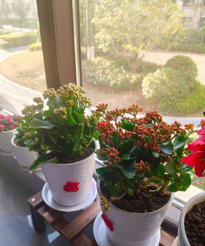 家庭养花用生根粉