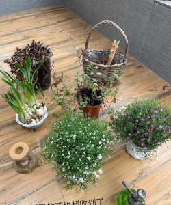 家庭养花用生根粉