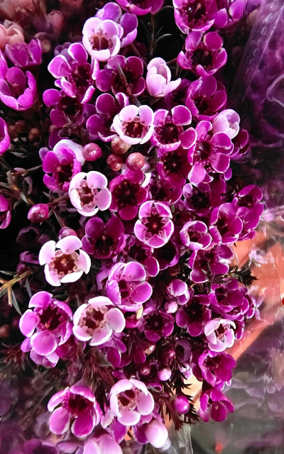 怎么定云南的鲜花