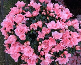 国外杜鹃以什么品种为主