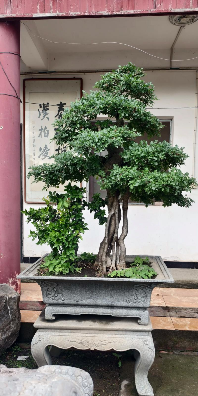 对节白蜡怎么高压