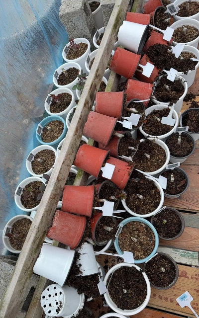 家庭养花用生根粉