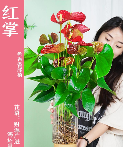 家庭养花用生根粉