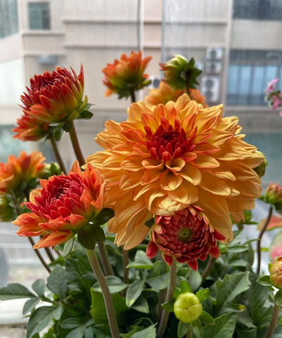 家庭养花用生根粉