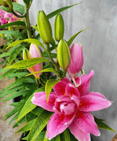 家庭养花用生根粉