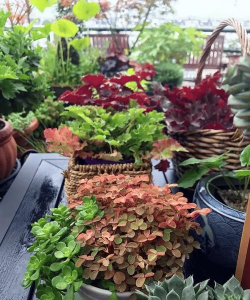 家庭养花用生根粉