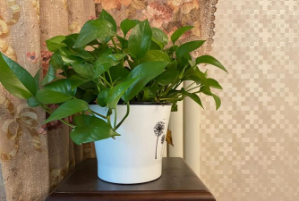 夏秋季适合养什么合适