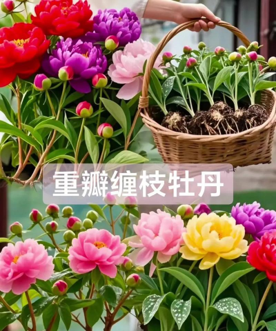 家庭养花用生根粉