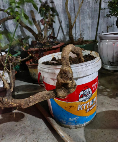 家庭养花用生根粉